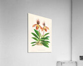 Cypripedium oenanthum superbum Acrylic Print