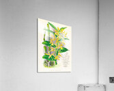 Dendrobium mirbelianum Acrylic Print
