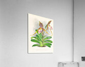 Cypripedium praestans var kimballianum Acrylic Print