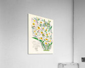 Dendrobium wardianum Acrylic Print