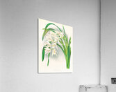 Cymbidium mastersi Acrylic Print