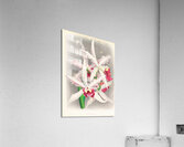 Laelia elegans  Acrylic Print