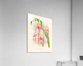 Cypripedium schroderae var splendens Acrylic Print