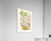 Dendrobium stratiotes Acrylic Print