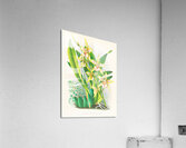 Odontoglossum duvivierianum Acrylic Print