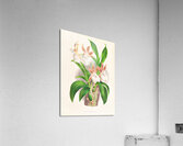 Zygopetalum rostratum Impression acrylique