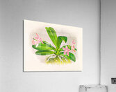 Phalaenopsis luddemanniana Acrylic Print
