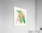 Selenipedium grande Acrylic Print