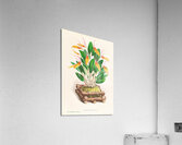 Restrepia antennifera Acrylic Print