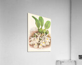 Trichopilia Suavis Acrylic Print