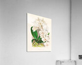 Phalaenopsis amabilis Acrylic Print