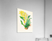 Oncidium concolor Acrylic Print
