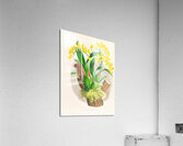 Oncidium warscewiczi Impression acrylique