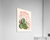 Phalaenopsis sanderiana Acrylic Print