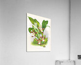 Zygopetalum jorisianum Acrylic Print