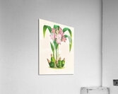Spathoglottis plicata Acrylic Print