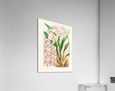 Odontoglossum alexandrae var cutsemianum Acrylic Print