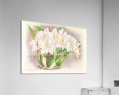 Odontoglossum alexandrae Acrylic Print