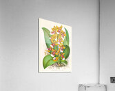 Oncidium Lannceanum Acrylic Print