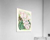 Phalaenopsis schilleriana Acrylic Print