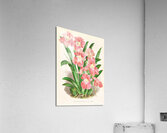 Odontoglossum Vexillarium Impression acrylique