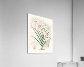 Vanda kimballiana Acrylic Print