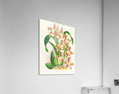 Odontoglossum luteo-purpureum Acrylic Print