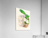 Pilumna nobilis Acrylic Print