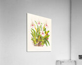 Miltonia spectabilis Acrylic Print
