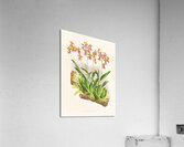 Oncidium cucullatum Acrylic Print