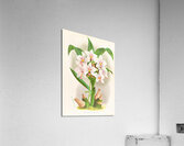 Spathoglottis Augustorum Acrylic Print