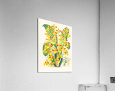 Oncidium sarcodes Acrylic Print