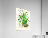 Rodriguezia refracta Acrylic Print