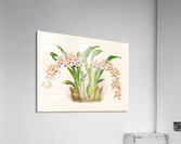 Odontoglossum lucianianum Acrylic Print