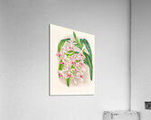 Vanda suavis Acrylic Print