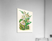 Zygopetalum intermedium Acrylic Print