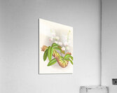 Phalaenopsis esmeralda var candidula Acrylic Print