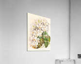 Phalaenopsis Stuartiana Acrylic Print