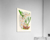 Odontoglossum Ruckerianum Acrylic Print