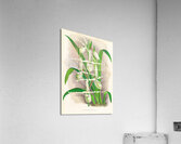 Selenipedium Reticulatum Acrylic Print