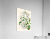 Odontoglossum ramosissimum Acrylic Print