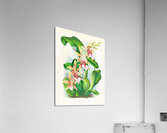 Odontoglossum Hastilabium Acrylic Print