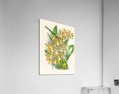 Odontoglossum boddaertianum Acrylic Print