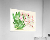 Miltonia vexillaria Acrylic Print