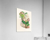 Phalaenopsis sumatrana Acrylic Print