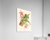 Paphinia Randi Paphinia Cristata Acrylic Print