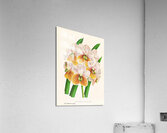 Vanda Sanderiana var Labello Viridi Acrylic Print