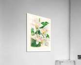 Stanhopea oculata Acrylic Print