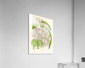 Vanda Boxalli Acrylic Print