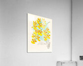 Oncidium marshallianum Acrylic Print